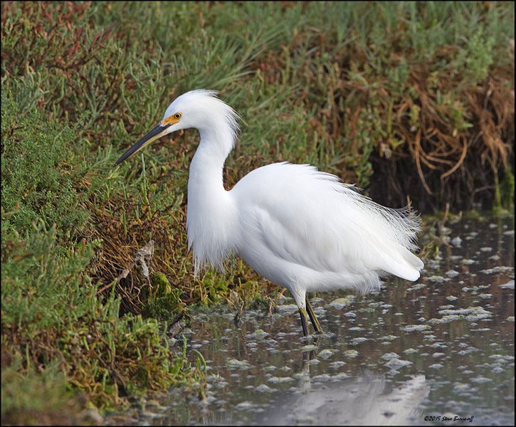 _5SB5358 snowy egret.jpg